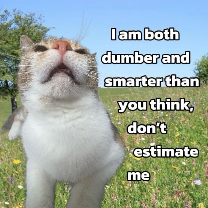 47 Purrfect Kitty Posts That Prove That These 3 Cats Were Born To Be Meme Stars
