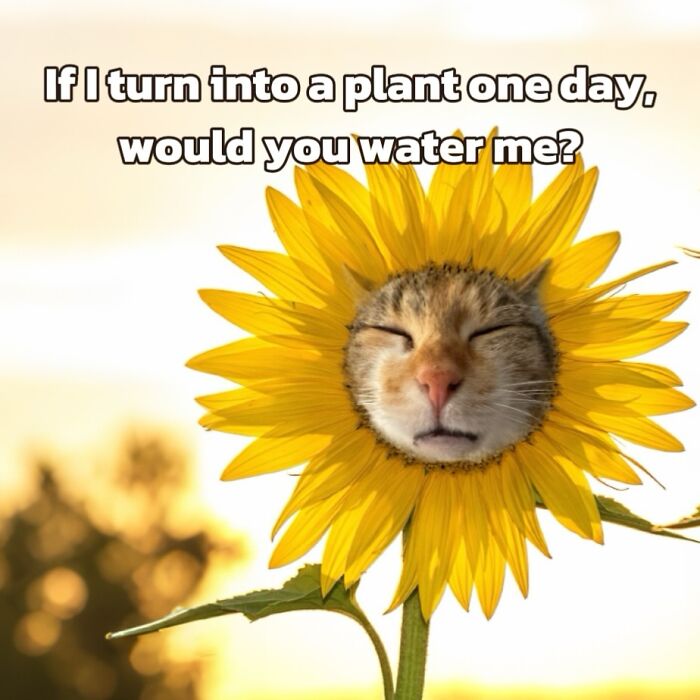 47 Purrfect Kitty Posts That Prove That These 3 Cats Were Born To Be Meme Stars
