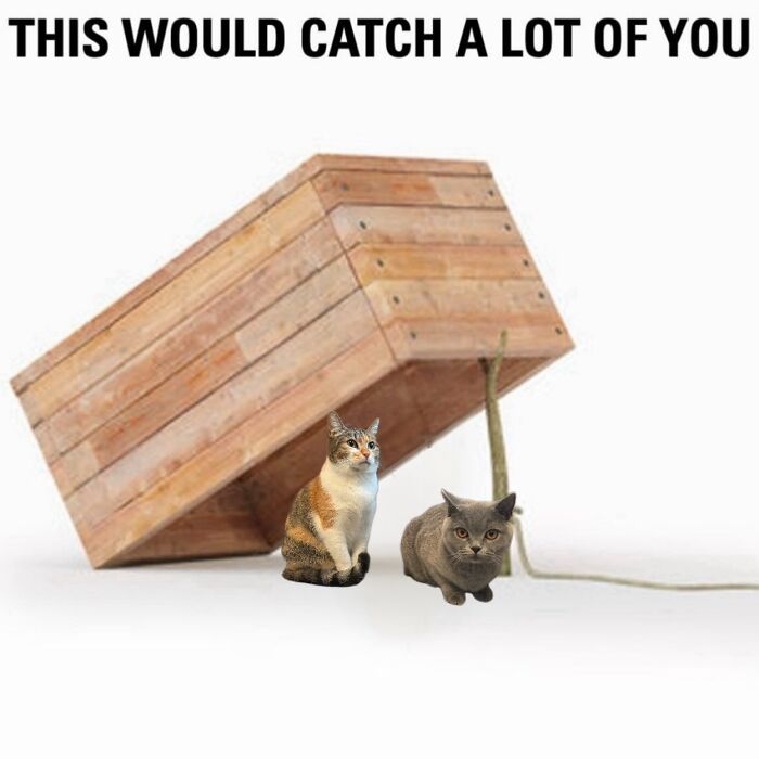 47 Purrfect Kitty Posts That Prove That These 3 Cats Were Born To Be Meme Stars