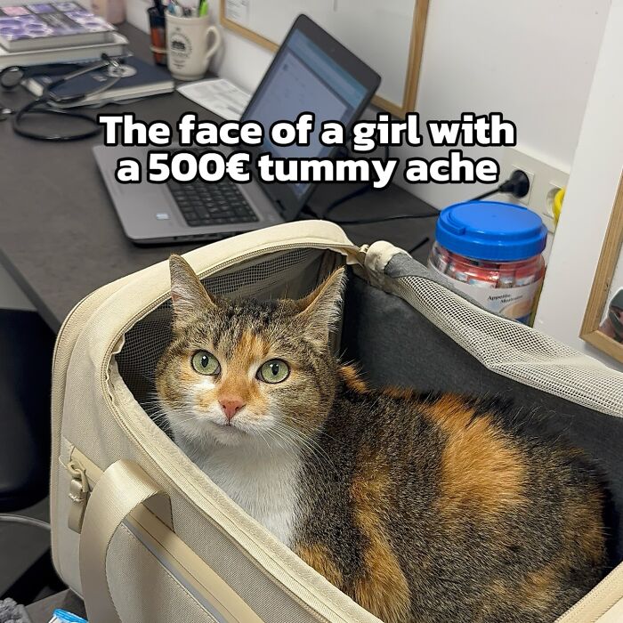 47 Purrfect Kitty Posts That Prove That These 3 Cats Were Born To Be Meme Stars