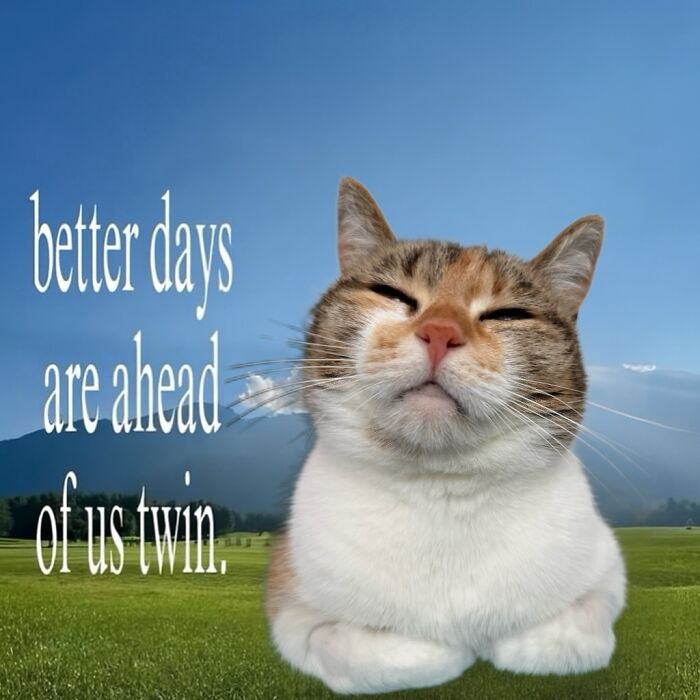 47 Purrfect Kitty Posts That Prove That These 3 Cats Were Born To Be Meme Stars