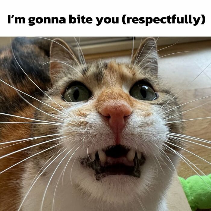 47 Purrfect Kitty Posts That Prove That These 3 Cats Were Born To Be Meme Stars