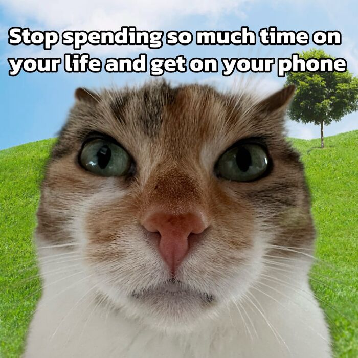 47 Purrfect Kitty Posts That Prove That These 3 Cats Were Born To Be Meme Stars