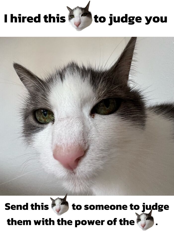 47 Purrfect Kitty Posts That Prove That These 3 Cats Were Born To Be Meme Stars