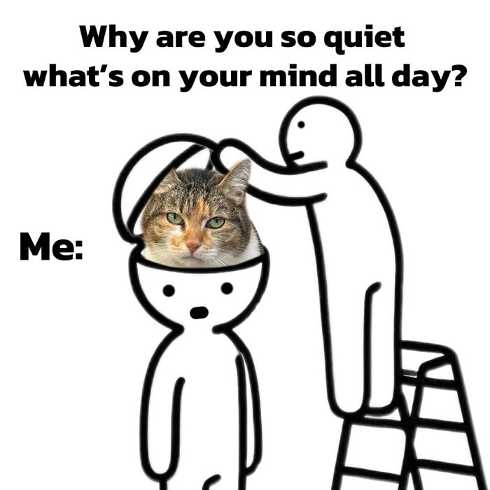 47 Purrfect Kitty Posts That Prove That These 3 Cats Were Born To Be Meme Stars