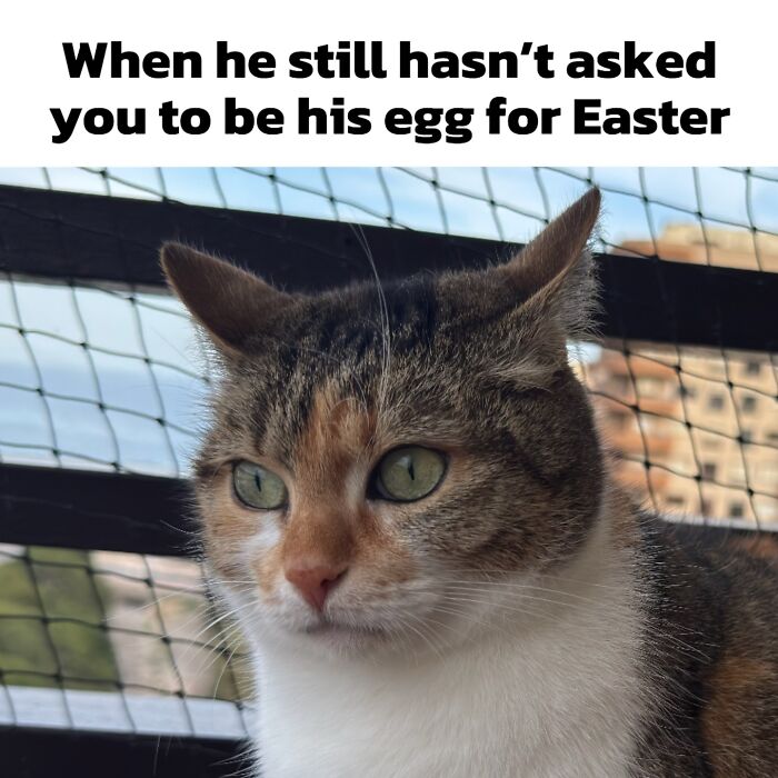 47 Purrfect Kitty Posts That Prove That These 3 Cats Were Born To Be Meme Stars