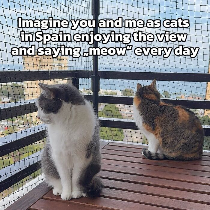 47 Purrfect Kitty Posts That Prove That These 3 Cats Were Born To Be Meme Stars
