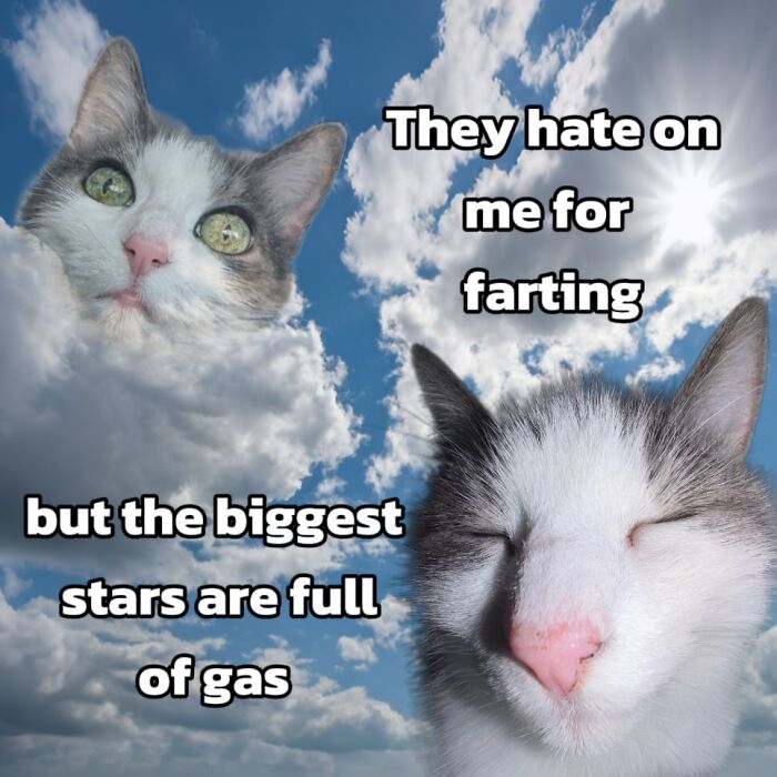 47 Purrfect Kitty Posts That Prove That These 3 Cats Were Born To Be Meme Stars