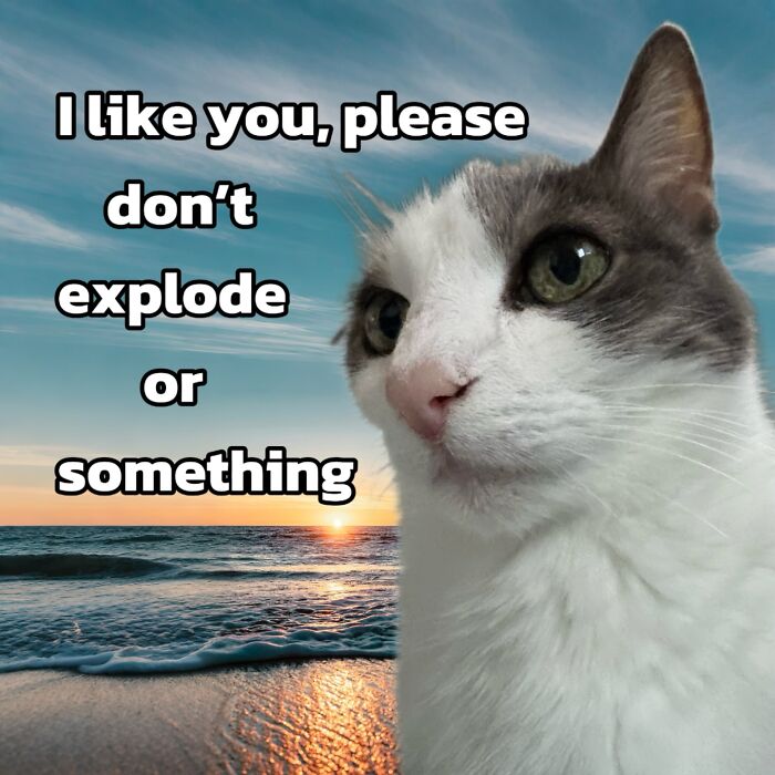 47 Purrfect Kitty Posts That Prove That These 3 Cats Were Born To Be Meme Stars
