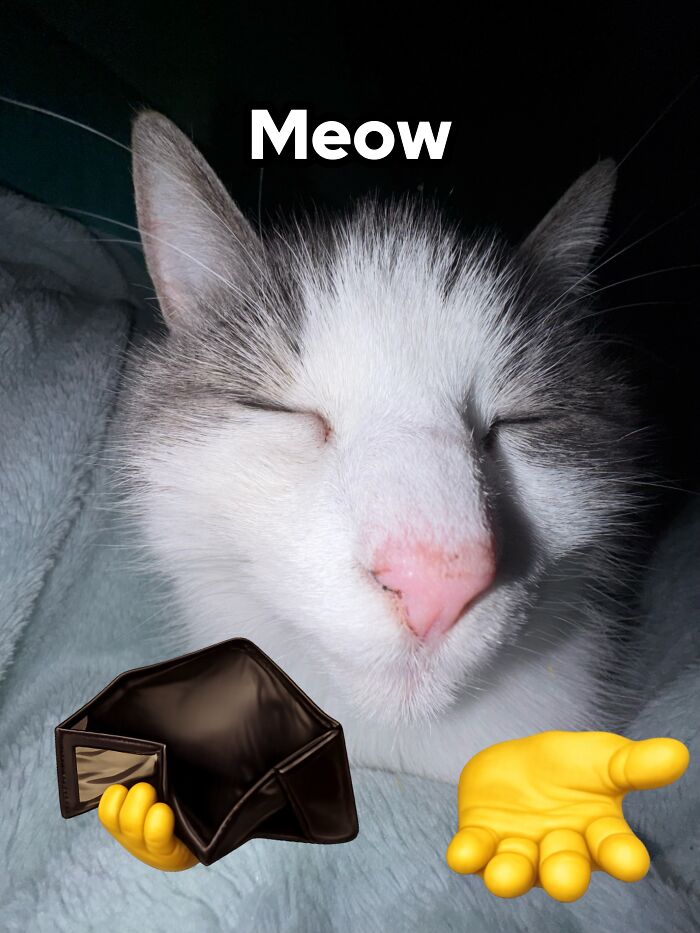 47 Purrfect Kitty Posts That Prove That These 3 Cats Were Born To Be Meme Stars