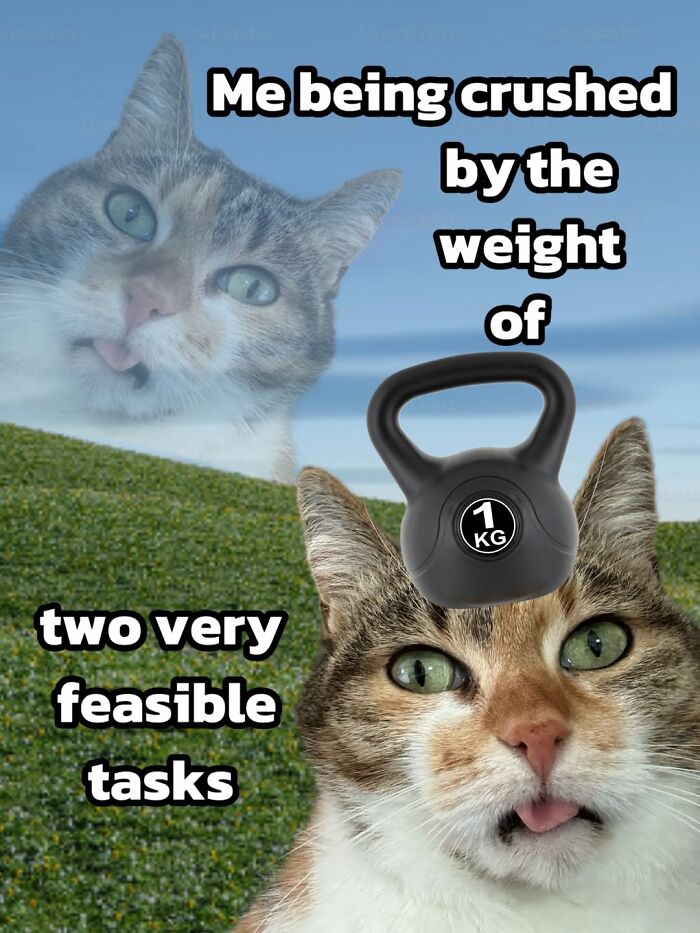 47 Purrfect Kitty Posts That Prove That These 3 Cats Were Born To Be Meme Stars