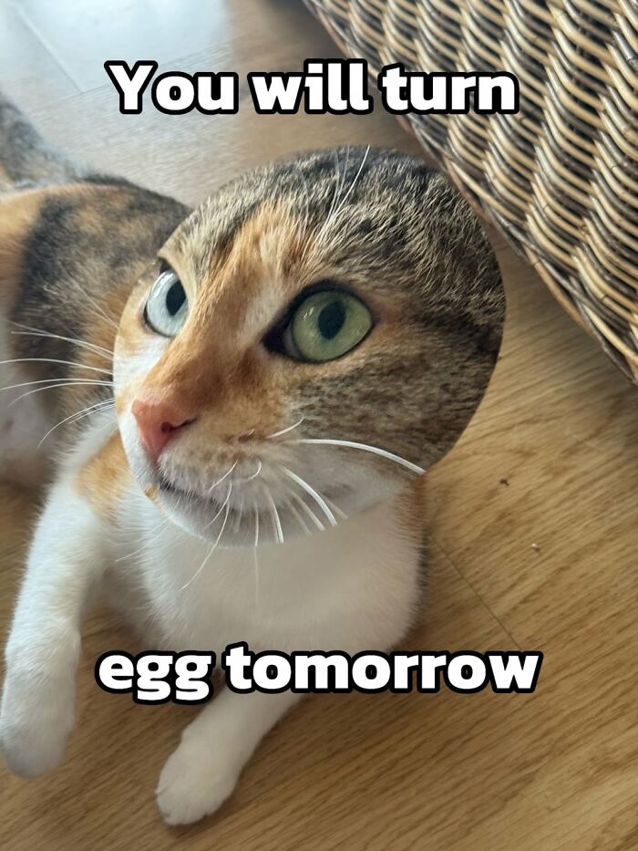 47 Purrfect Kitty Posts That Prove That These 3 Cats Were Born To Be Meme Stars