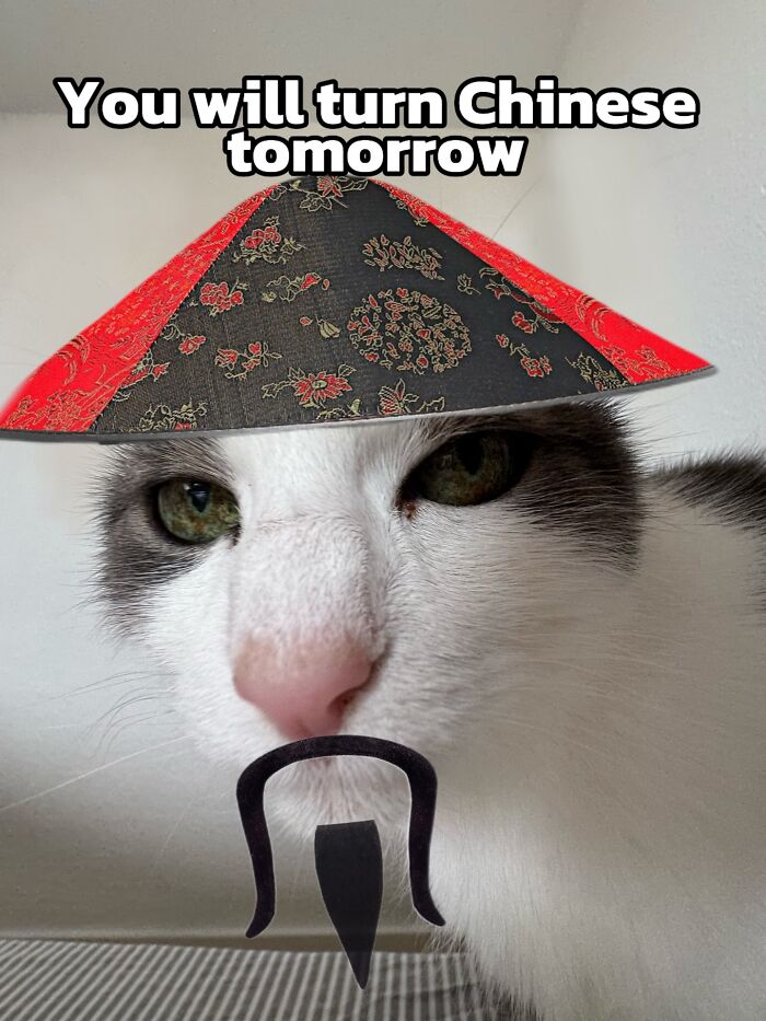 47 Purrfect Kitty Posts That Prove That These 3 Cats Were Born To Be Meme Stars