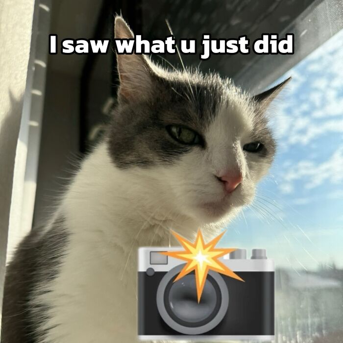 47 Purrfect Kitty Posts That Prove That These 3 Cats Were Born To Be Meme Stars