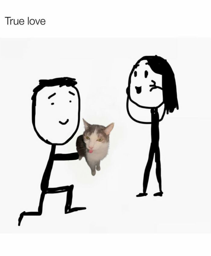47 Purrfect Kitty Posts That Prove That These 3 Cats Were Born To Be Meme Stars
