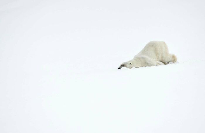 45 Stunning Wildlife Photos From &lsquo;Sea Legacy&rsquo; That Show Life Above And Below The Ocean Surface