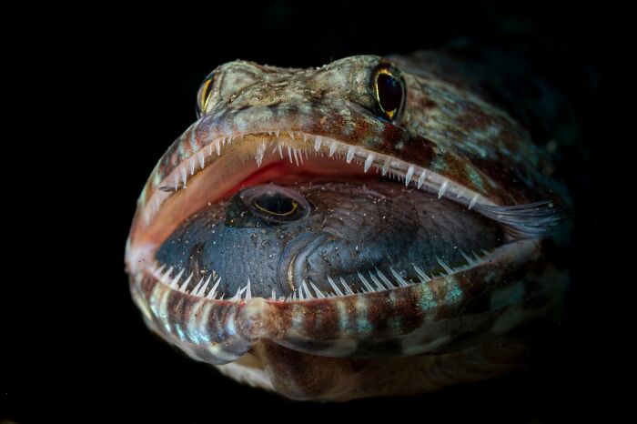 45 Stunning Wildlife Photos From &lsquo;Sea Legacy&rsquo; That Show Life Above And Below The Ocean Surface