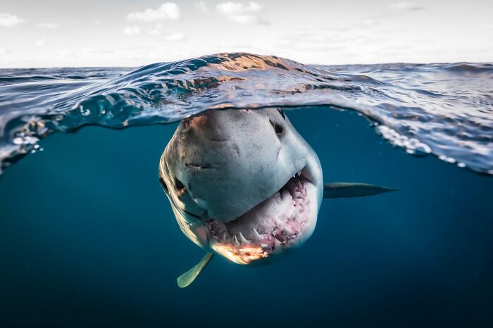 45 Stunning Wildlife Photos From &lsquo;Sea Legacy&rsquo; That Show Life Above And Below The Ocean Surface