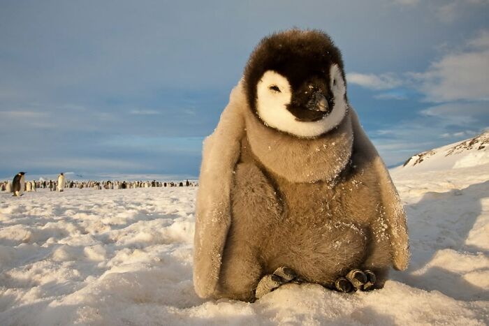 45 Stunning Wildlife Photos From &lsquo;Sea Legacy&rsquo; That Show Life Above And Below The Ocean Surface