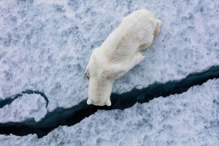 45 Stunning Wildlife Photos From &lsquo;Sea Legacy&rsquo; That Show Life Above And Below The Ocean Surface