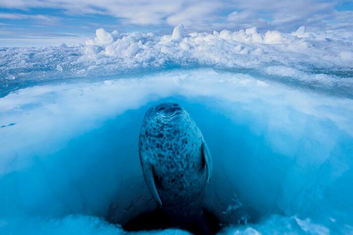 45 Stunning Wildlife Photos From &lsquo;Sea Legacy&rsquo; That Show Life Above And Below The Ocean Surface