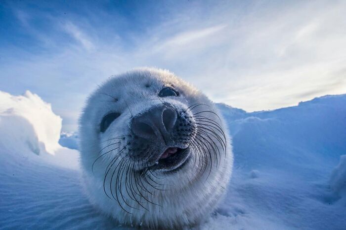 45 Stunning Wildlife Photos From &lsquo;Sea Legacy&rsquo; That Show Life Above And Below The Ocean Surface