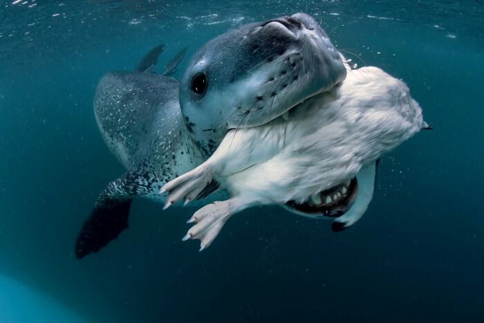 45 Stunning Wildlife Photos From &lsquo;Sea Legacy&rsquo; That Show Life Above And Below The Ocean Surface