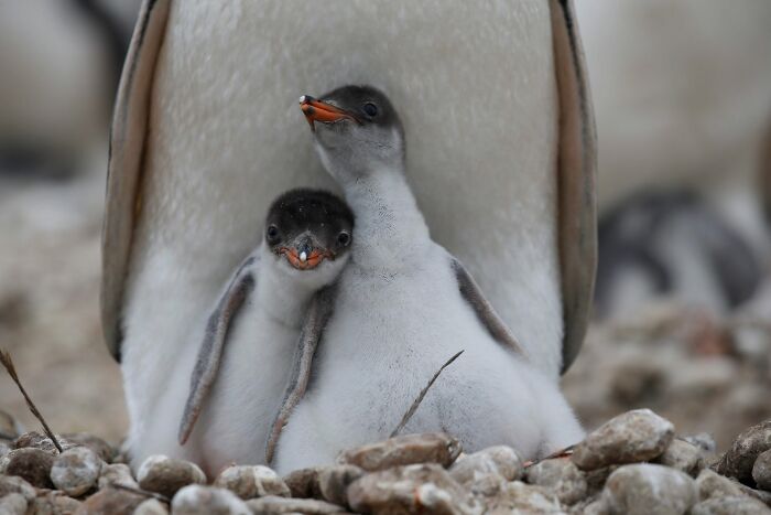 45 Stunning Wildlife Photos From &lsquo;Sea Legacy&rsquo; That Show Life Above And Below The Ocean Surface