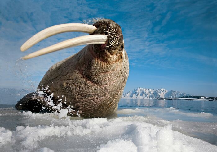 45 Stunning Wildlife Photos From &lsquo;Sea Legacy&rsquo; That Show Life Above And Below The Ocean Surface