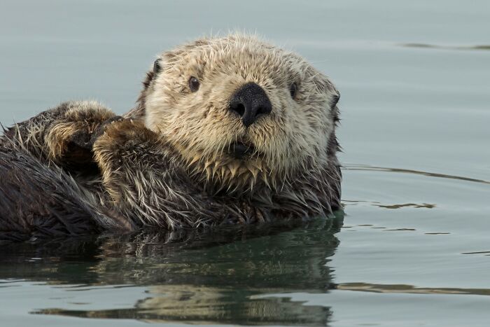45 Stunning Wildlife Photos From &lsquo;Sea Legacy&rsquo; That Show Life Above And Below The Ocean Surface