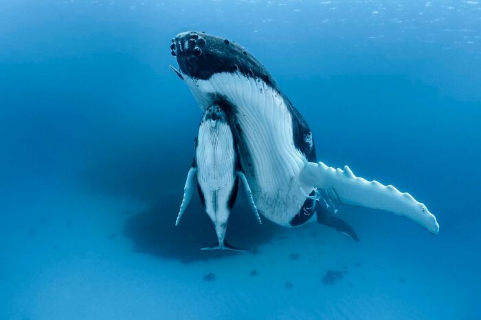 45 Stunning Wildlife Photos From &lsquo;Sea Legacy&rsquo; That Show Life Above And Below The Ocean Surface