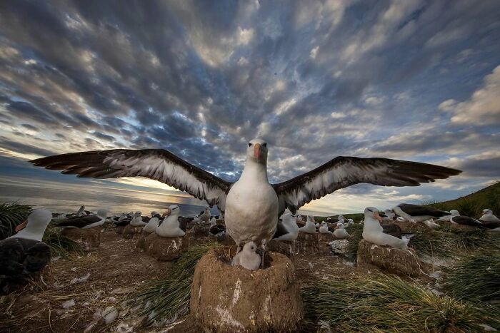 45 Stunning Wildlife Photos From &lsquo;Sea Legacy&rsquo; That Show Life Above And Below The Ocean Surface