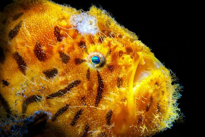 45 Stunning Wildlife Photos From &lsquo;Sea Legacy&rsquo; That Show Life Above And Below The Ocean Surface