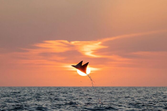 45 Stunning Wildlife Photos From &lsquo;Sea Legacy&rsquo; That Show Life Above And Below The Ocean Surface