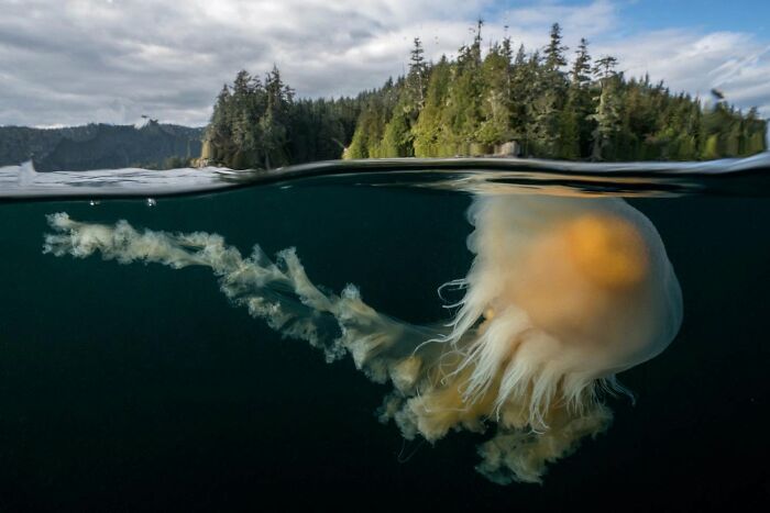 45 Stunning Wildlife Photos From &lsquo;Sea Legacy&rsquo; That Show Life Above And Below The Ocean Surface