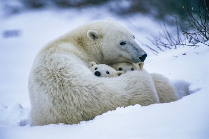 45 Stunning Wildlife Photos From &lsquo;Sea Legacy&rsquo; That Show Life Above And Below The Ocean Surface