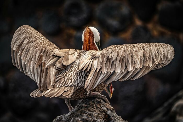 45 Stunning Wildlife Photos From &lsquo;Sea Legacy&rsquo; That Show Life Above And Below The Ocean Surface