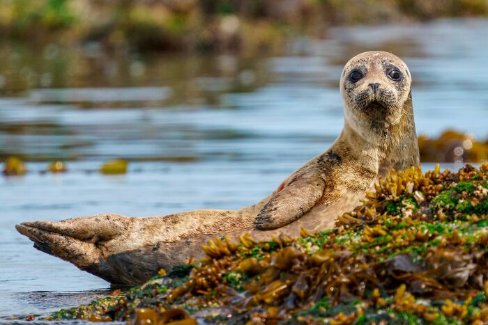 45 Stunning Wildlife Photos From &lsquo;Sea Legacy&rsquo; That Show Life Above And Below The Ocean Surface