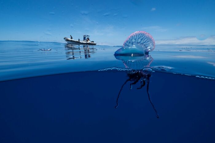 45 Stunning Wildlife Photos From &lsquo;Sea Legacy&rsquo; That Show Life Above And Below The Ocean Surface