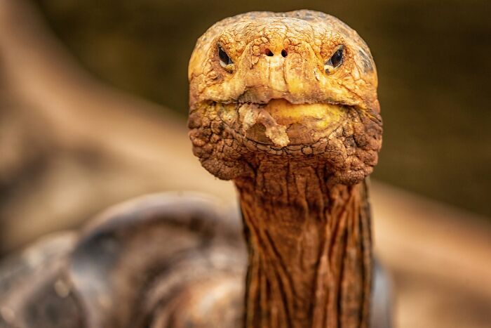 45 Stunning Wildlife Photos From &lsquo;Sea Legacy&rsquo; That Show Life Above And Below The Ocean Surface
