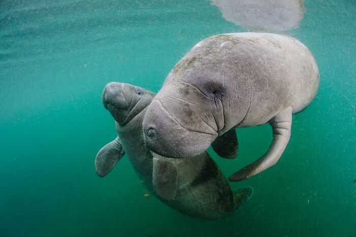 45 Stunning Wildlife Photos From &lsquo;Sea Legacy&rsquo; That Show Life Above And Below The Ocean Surface