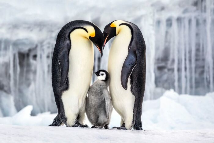 45 Stunning Wildlife Photos From &lsquo;Sea Legacy&rsquo; That Show Life Above And Below The Ocean Surface
