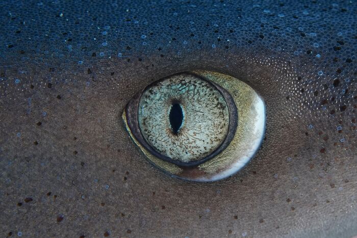 45 Stunning Wildlife Photos From &lsquo;Sea Legacy&rsquo; That Show Life Above And Below The Ocean Surface