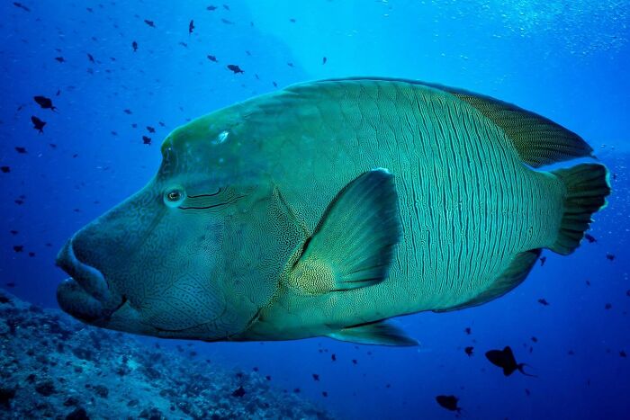 45 Stunning Wildlife Photos From &lsquo;Sea Legacy&rsquo; That Show Life Above And Below The Ocean Surface
