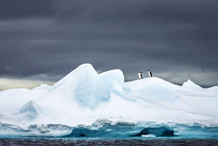 45 Stunning Wildlife Photos From &lsquo;Sea Legacy&rsquo; That Show Life Above And Below The Ocean Surface