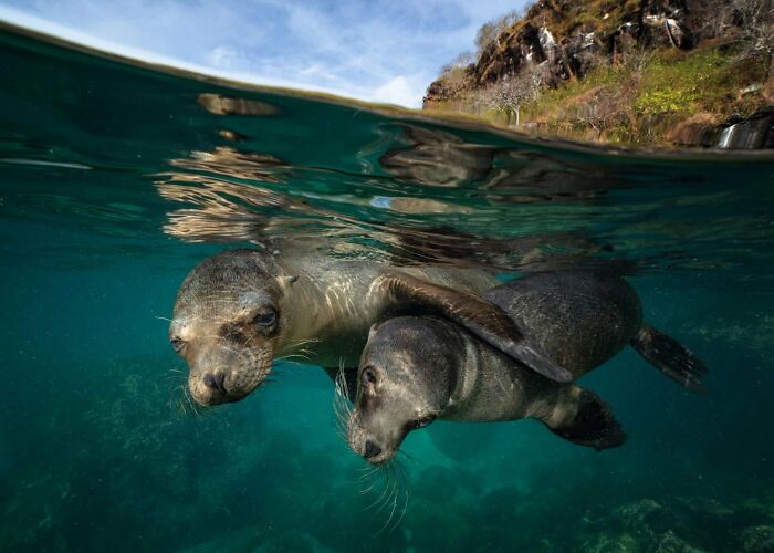 45 Stunning Wildlife Photos From &lsquo;Sea Legacy&rsquo; That Show Life Above And Below The Ocean Surface