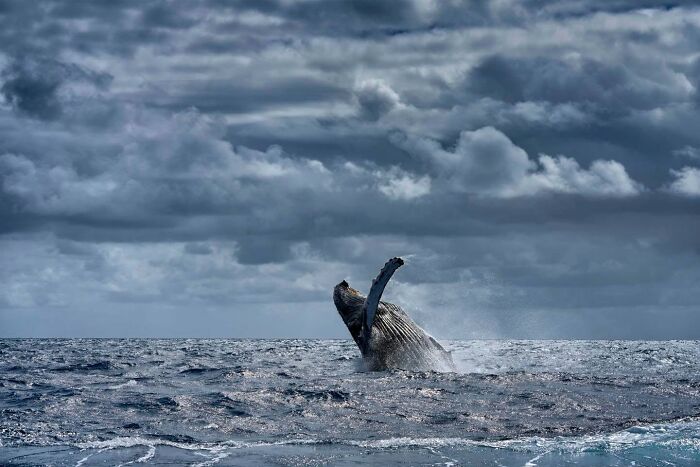 45 Stunning Wildlife Photos From &lsquo;Sea Legacy&rsquo; That Show Life Above And Below The Ocean Surface