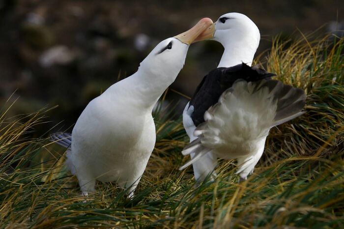 45 Stunning Wildlife Photos From &lsquo;Sea Legacy&rsquo; That Show Life Above And Below The Ocean Surface