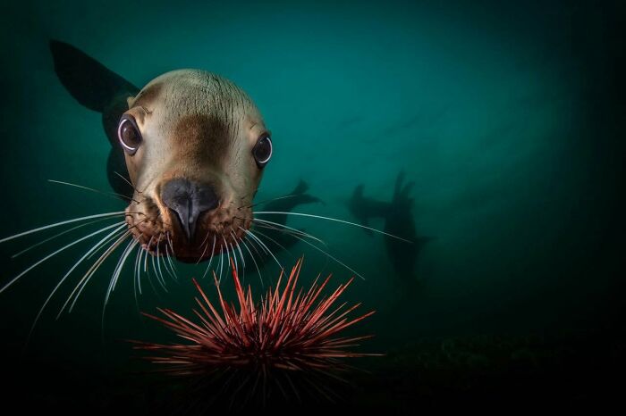 45 Stunning Wildlife Photos From &lsquo;Sea Legacy&rsquo; That Show Life Above And Below The Ocean Surface