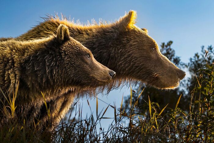 45 Stunning Wildlife Photos From &lsquo;Sea Legacy&rsquo; That Show Life Above And Below The Ocean Surface